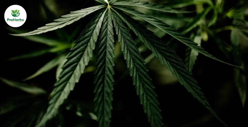 Maximizing the Benefits of CBD: How to Choose Quality CBD Products