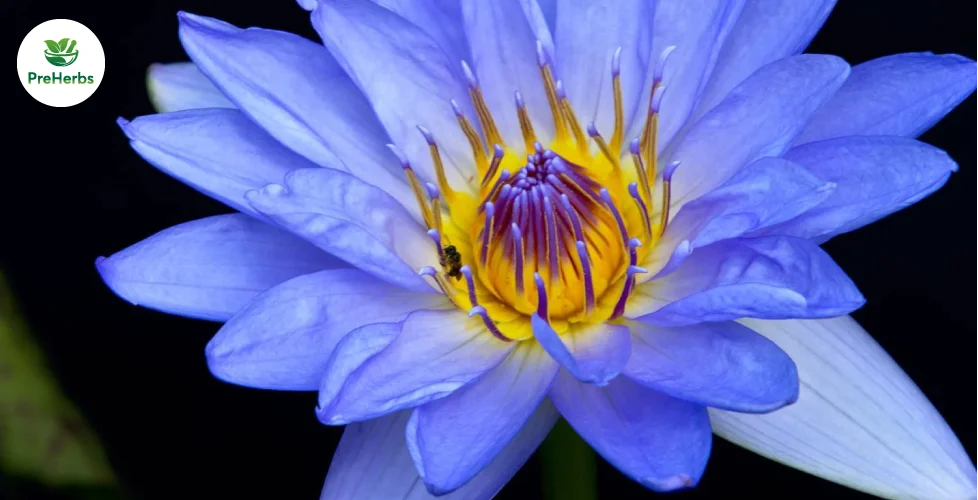 Unveiling the Mystical Influence: The Profound Effects of Blue Lotus