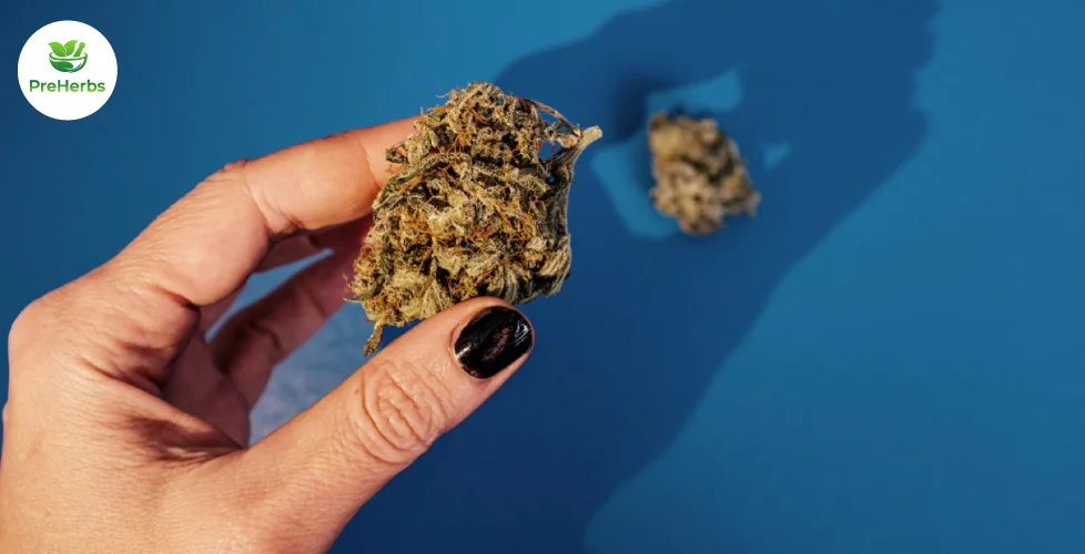Blue Lotus Strain: Everything You Need to Know