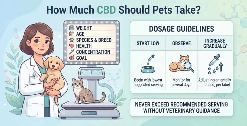 How Much CBD Should Pets Take