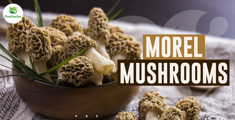 Dried Morel Mushrooms Guide: Benefits, Uses and Tips