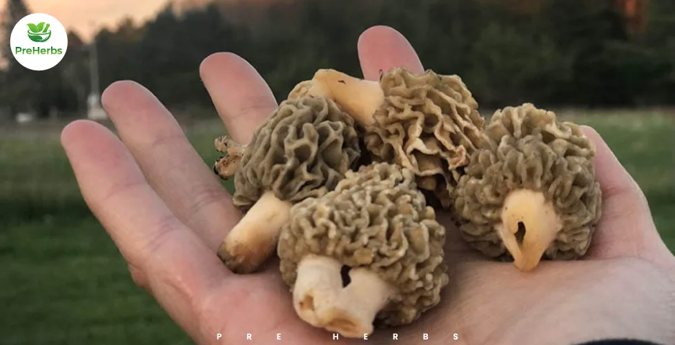 What Are Morel Mushrooms?