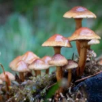 Magic Mushrooms: Benefits, Risks, Uses and Legal Facts