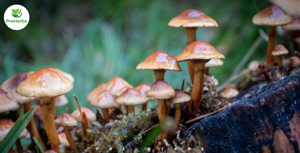 Magic Mushrooms: Benefits, Risks, Uses and Legal Facts