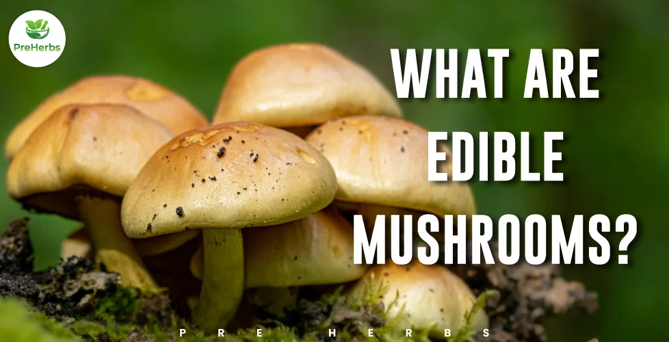 What Are Edible Mushrooms?