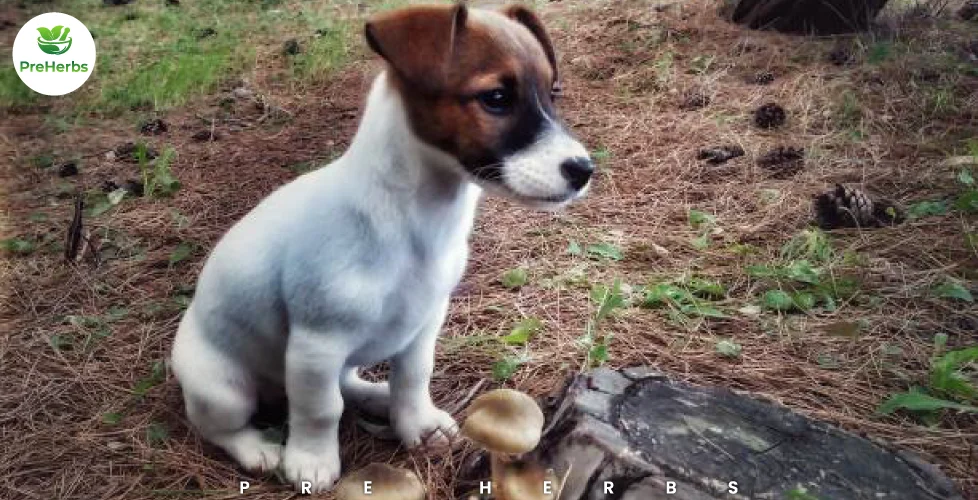 Can Dogs Eat Mushrooms? Safety, Risks & Vet Advice