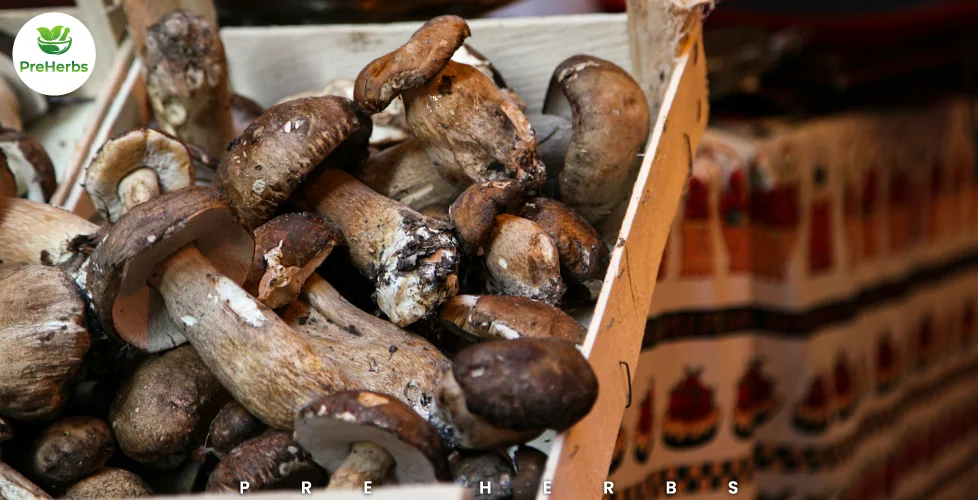 Can Dogs Eat Raw Mushrooms?