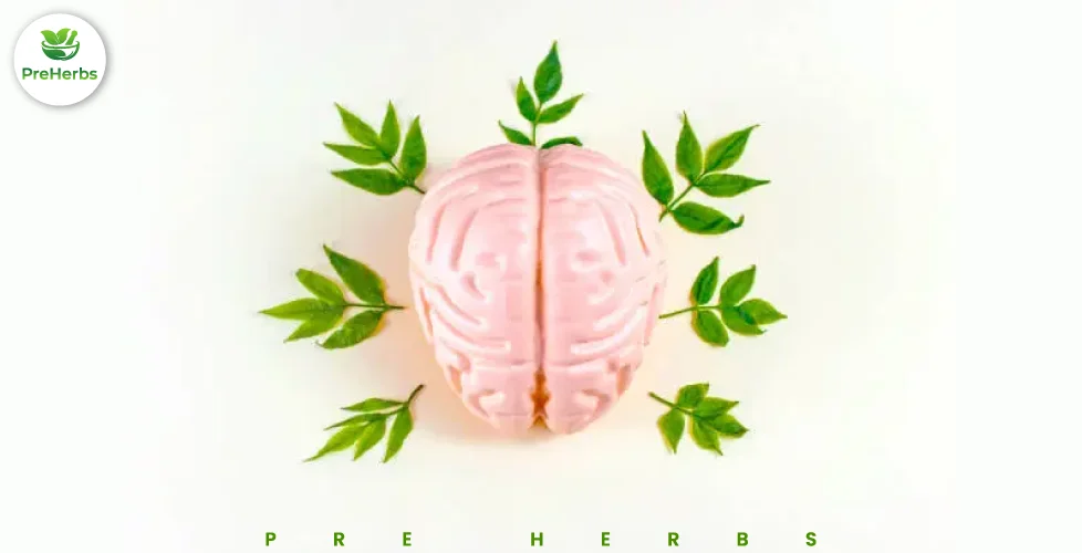 Kratom Effects on the Brain