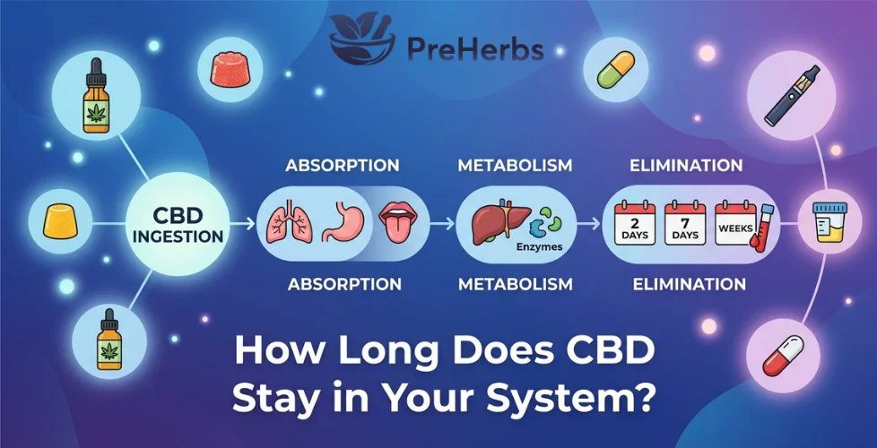 How Long Does CBD Stay in Your System