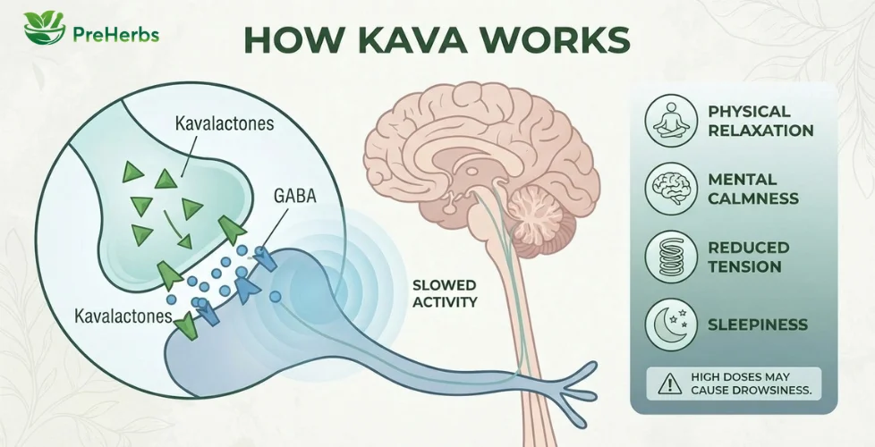 How Kava Works